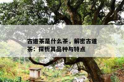 古道茶是什么茶，解密古道茶：探析其品种与特点