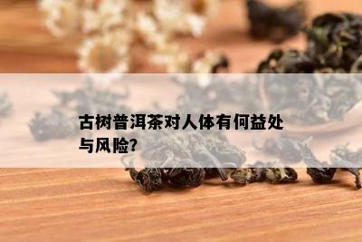 古树普洱茶对人体有何益处与风险？