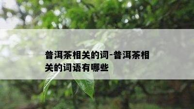 普洱茶相关的词-普洱茶相关的词语有哪些