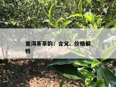 普洱茶茶韵：含义、价格解析