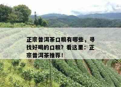 正宗普洱茶口粮有哪些，寻找好喝的口粮？看这里：正宗普洱茶推荐！