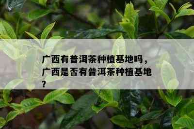 广西有普洱茶种植基地吗，广西是不是有普洱茶种植基地？