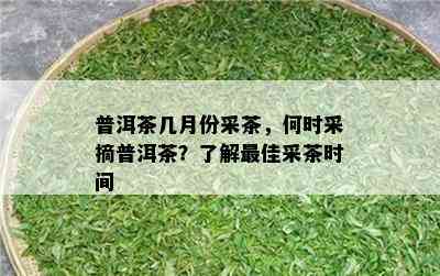 普洱茶几月份采茶，何时采摘普洱茶？熟悉更佳采茶时间