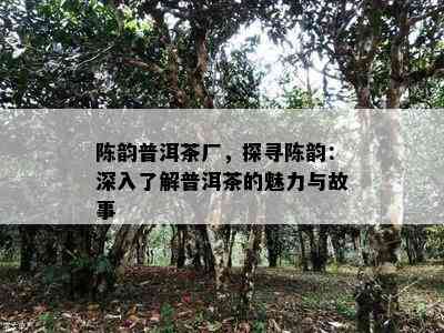 陈韵普洱茶厂，探寻陈韵：深入熟悉普洱茶的魅力与故事