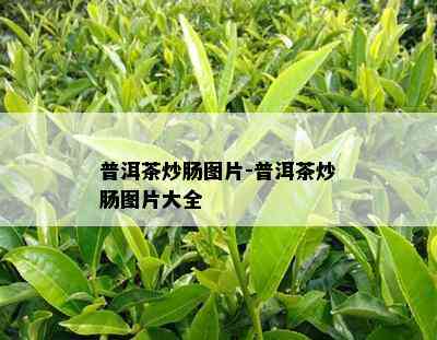 普洱茶炒肠图片-普洱茶炒肠图片大全