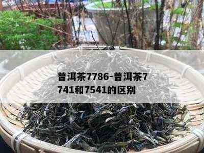 普洱茶7786-普洱茶7741和7541的区别