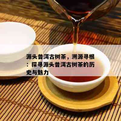 源头普洱古树茶，溯源寻根：探寻源头普洱古树茶的历史与魅力