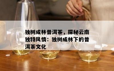 独树成林普洱茶，探秘云南特别风情：独树成林下的普洱茶文化