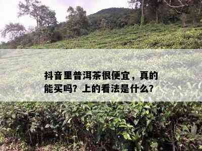 抖音里普洱茶很便宜，真的能买吗？上的看法是什么？