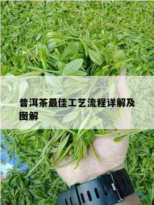 普洱茶更佳工艺流程详解及图解