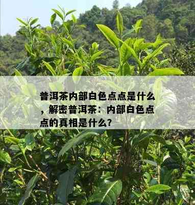 普洱茶内部白色点点是什么，解密普洱茶：内部白色点点的真相是什么？