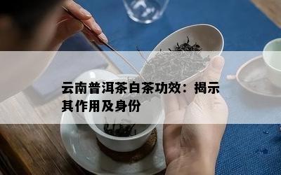 云南普洱茶白茶功效：揭示其作用及身份