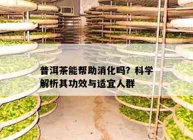 普洱茶能帮助消化吗？科学解析其功效与适宜人群