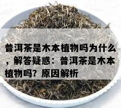 普洱茶是木本植物吗为什么，解答疑惑：普洱茶是木本植物吗？起因解析