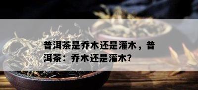 普洱茶是乔木还是灌木，普洱茶：乔木还是灌木？