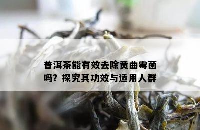 普洱茶能有效去除黄曲霉菌吗？探究其功效与适用人群