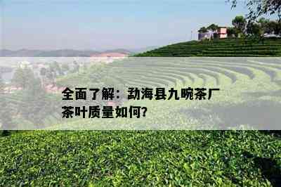 全面熟悉：勐海县九畹茶厂茶叶品质怎样？