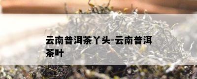 云南普洱茶丫头-云南普洱茶叶