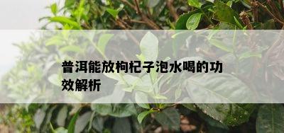 普洱能放枸杞子泡水喝的功效解析