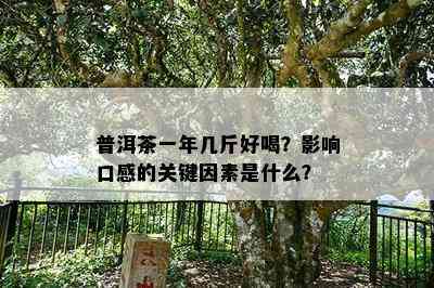 普洱茶一年几斤好喝？影响口感的关键因素是什么？