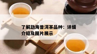 熟悉勐海普洱茶品种：详细介绍及图片展示