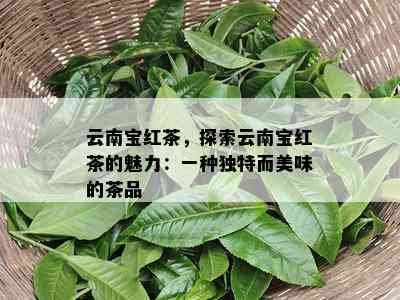 云南宝红茶，探索云南宝红茶的魅力：一种特别而美味的茶品