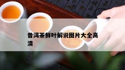 普洱茶鲜叶解说图片大全高清