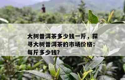 大树普洱茶多少钱一斤，探寻大树普洱茶的市场价格：每斤多少钱？