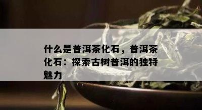 什么是普洱茶化石，普洱茶化石：探索古树普洱的独特魅力