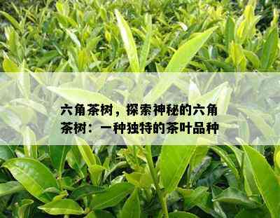 六角茶树，探索神秘的六角茶树：一种特别的茶叶品种