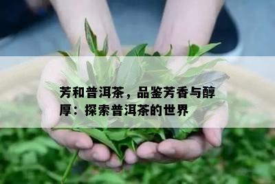 芳和普洱茶，品鉴芳香与醇厚：探索普洱茶的世界