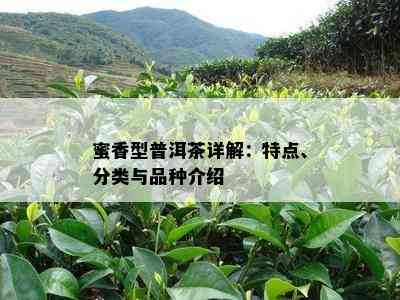 蜜香型普洱茶详解：特点、分类与品种介绍