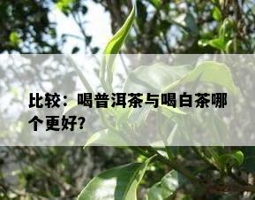 比较：喝普洱茶与喝白茶哪个更好？