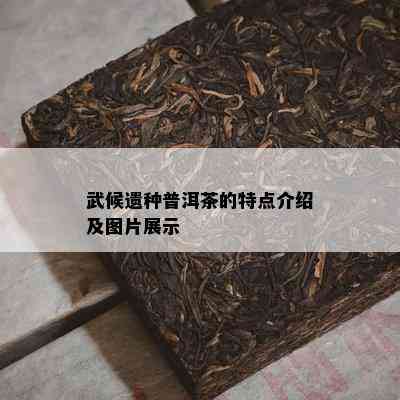 武候遗种普洱茶的特点介绍及图片展示