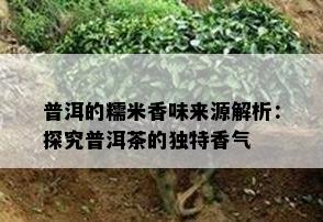 普洱的糯米香味来源解析：探究普洱茶的特别香气