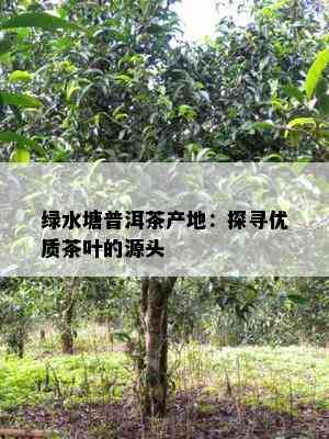 绿水塘普洱茶产地：探寻优质茶叶的源头