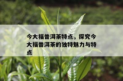 今大福普洱茶特点，探究今大福普洱茶的独特魅力与特点