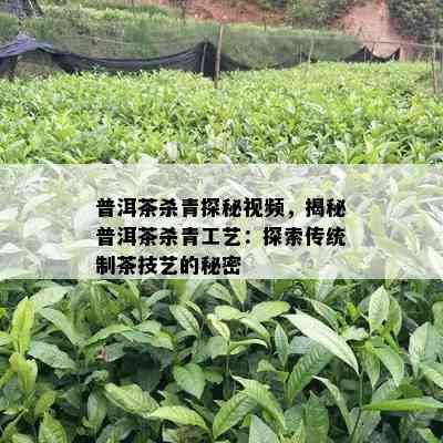 普洱茶杀青探秘视频，揭秘普洱茶杀青工艺：探索传统制茶技艺的秘密