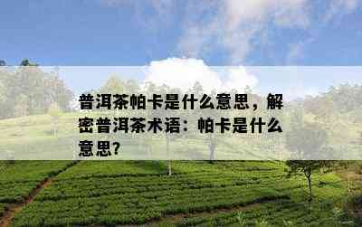 普洱茶帕卡是什么意思，解密普洱茶术语：帕卡是什么意思？