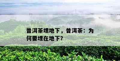 普洱茶埋地下，普洱茶：为何要埋在地下？