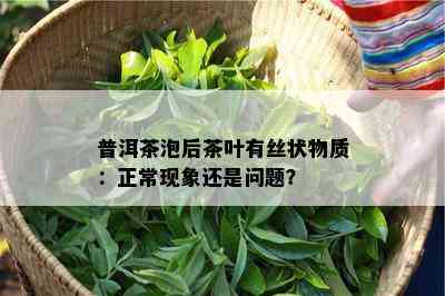 普洱茶泡后茶叶有丝状物质：正常现象还是疑问？