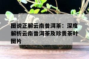 图说正解云南普洱茶：深度解析云南普洱茶及珍贵茶叶图片