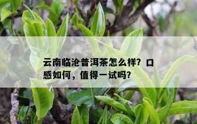 云南临沧普洱茶怎么样？口感怎样，值得一试吗？