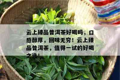 云上臻品普洱茶好喝吗，口感醇厚，回味无穷！云上臻品普洱茶，值得一试的好喝之选！