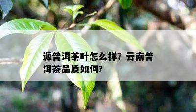 源普洱茶叶怎么样？云南普洱茶品质怎样？