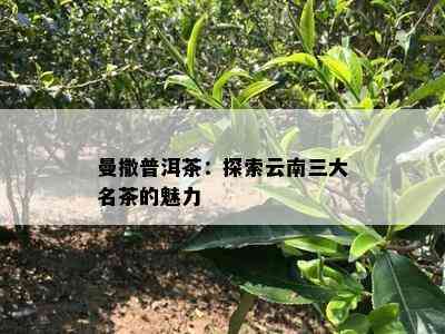 曼撒普洱茶：探索云南三大名茶的魅力