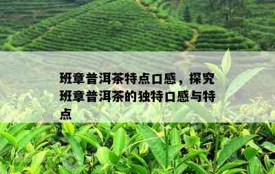 班章普洱茶特点口感，探究班章普洱茶的独特口感与特点