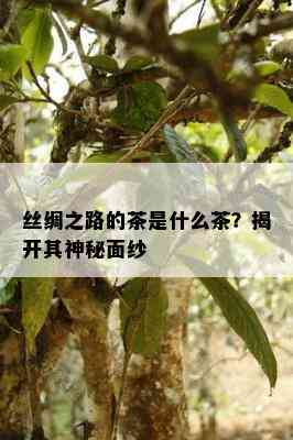 丝绸之路的茶是什么茶？揭开其神秘面纱