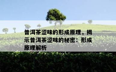 普洱茶涩味的形成原理，揭示普洱茶涩味的秘密：形成原理解析