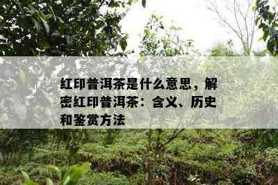 红印普洱茶是什么意思，解密红印普洱茶：含义、历史和鉴赏方法